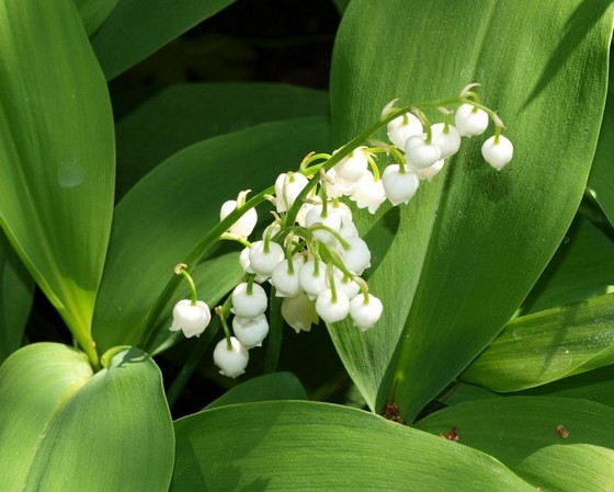 muguet.jpg