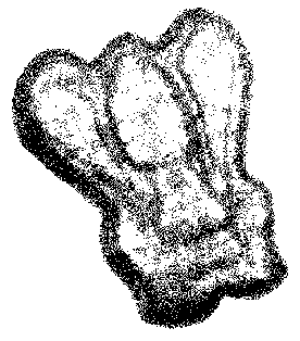 Cliquer pour Agrandir